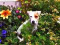 Flower Bed 14
