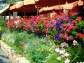 Flower Bed 8