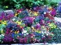 Flower Bed 10