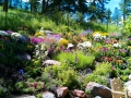 Flower Bed 11