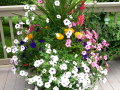 Flower Pot 5