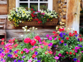 Window Box 1