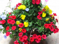 Flower Pot 6
