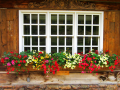 Window Box 2