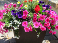 Flower Pot 8