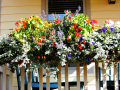 Flower Boxes 3