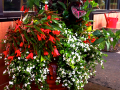 Flower Pot 17