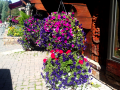 hangingbaskets1