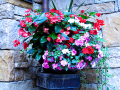 Flower Pot 11