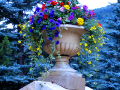Flower Pot 12
