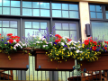 Flower Boxes 2