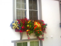 windowbox1